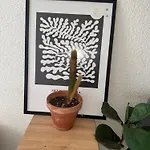 Daire Plants 24 7 Check In 4 Persons
