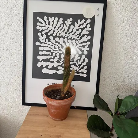 Apartment Plants 24 7 Check In 4 Persons