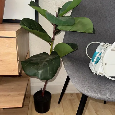 Plants 24 7 Check In 4 Persons Apartment Kelkheim