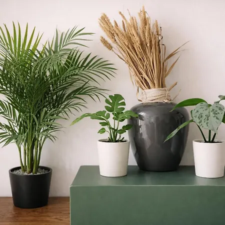 Lejlighed Plants 24 7 Check In 4 Persons