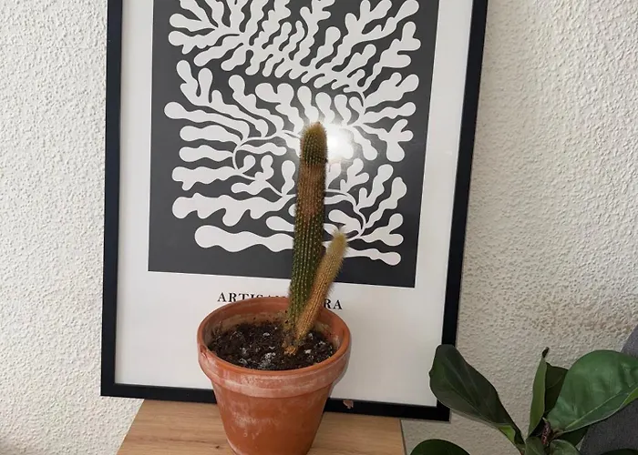 Apartment Plants 24 7 Check In 4 Persons