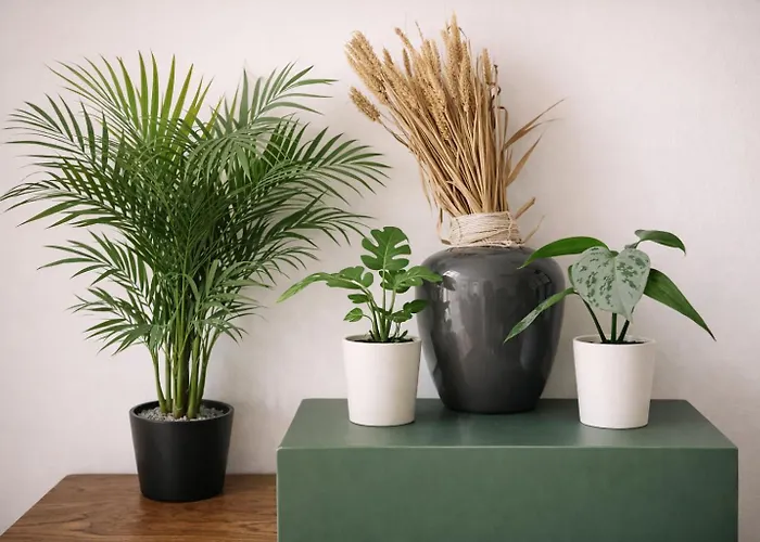 Apartment Plants 24 7 Check In 4 Persons